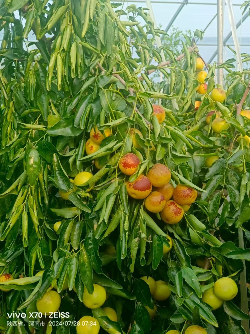 推荐陕西鲜枣大荔冬枣货源充足甜脆爽口价格实惠欢迎联