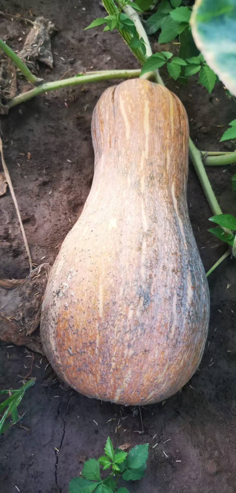 南瓜蜜本南瓜口感软糯香甜现摘现发产地直供欢迎咨询