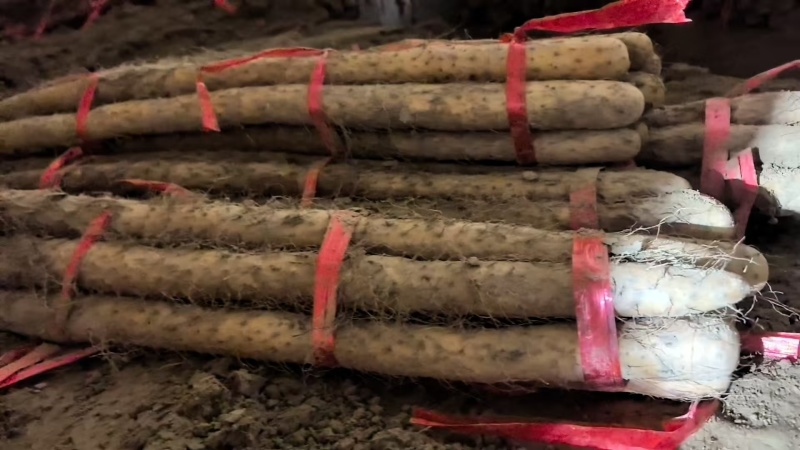 【三门峡铁棍山药冷库直发，新鲜产地直供，口感好，货源充足