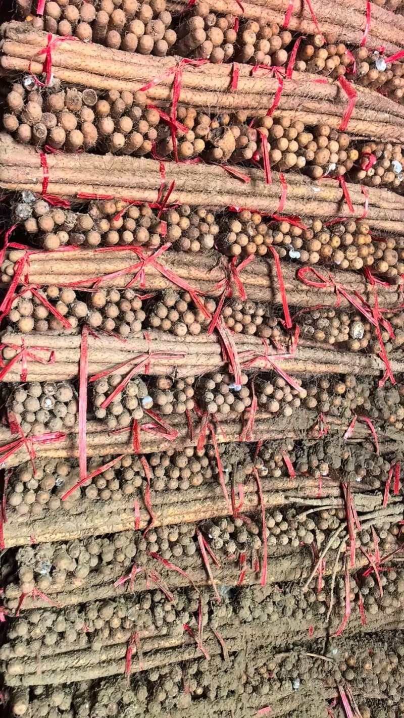 【三门峡铁棍山药冷库直发，新鲜产地直供，口感好，货源充足