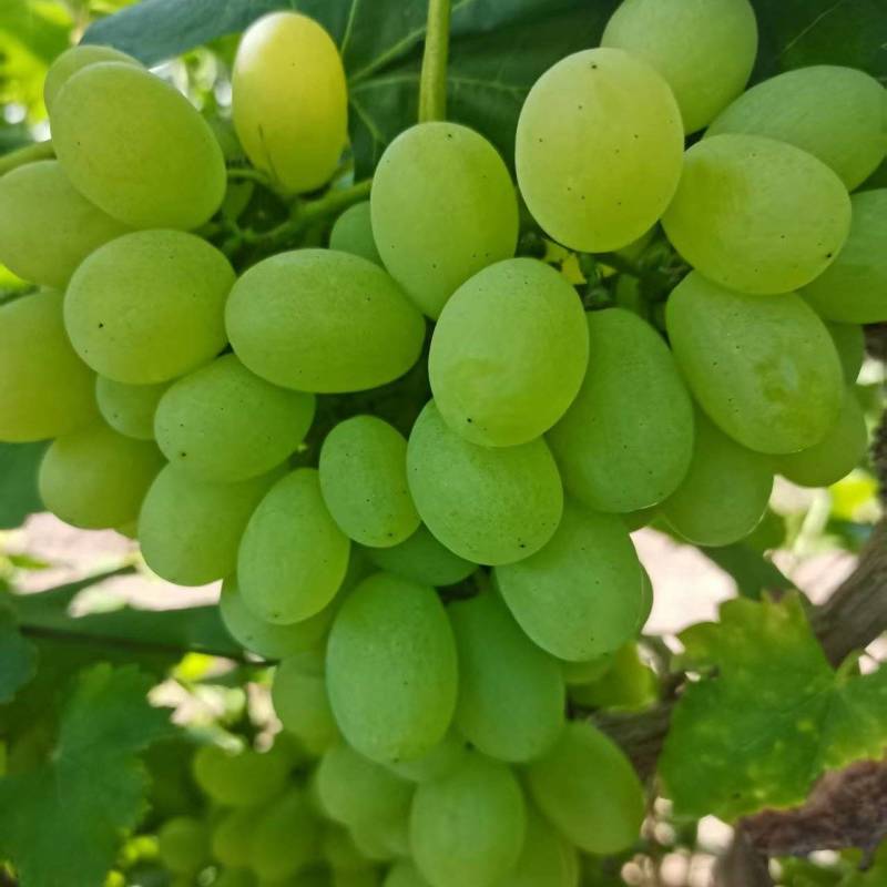 宁夏维多利亚葡萄沙漠葡萄汁多味甜产地一手货源量大价优