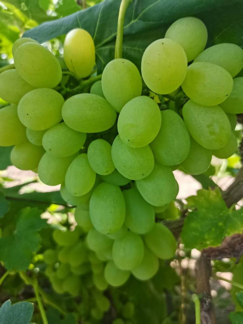 宁夏维多利亚葡萄沙漠葡萄汁多味甜产地一手货源量大价优