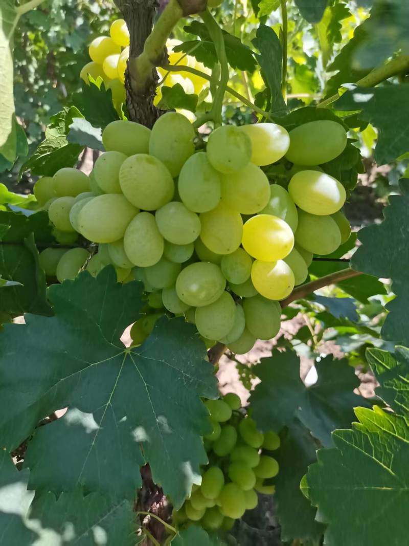 宁夏维多利亚葡萄沙漠葡萄汁多味甜产地一手货源量大价优