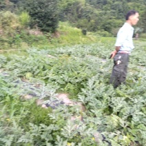 麒麟西瓜