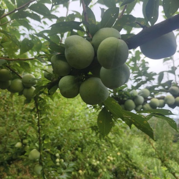 奈李批发