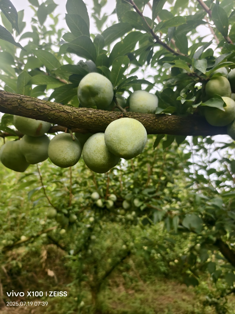 奈李批发