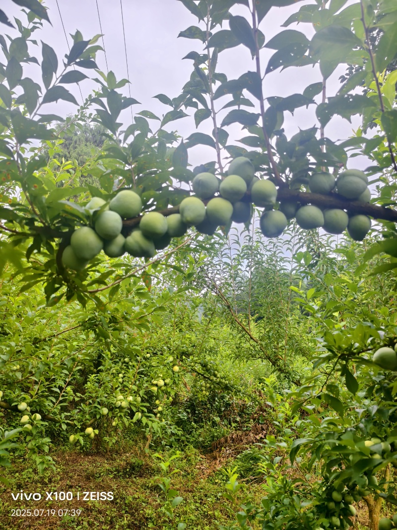 奈李批发
