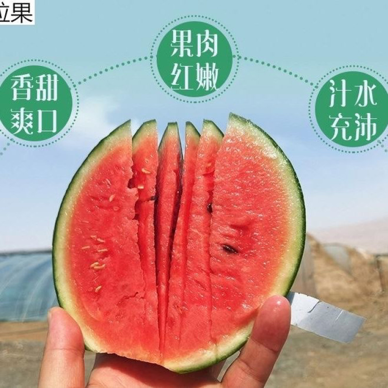 新疆甜王西瓜，产区现货，大量有货