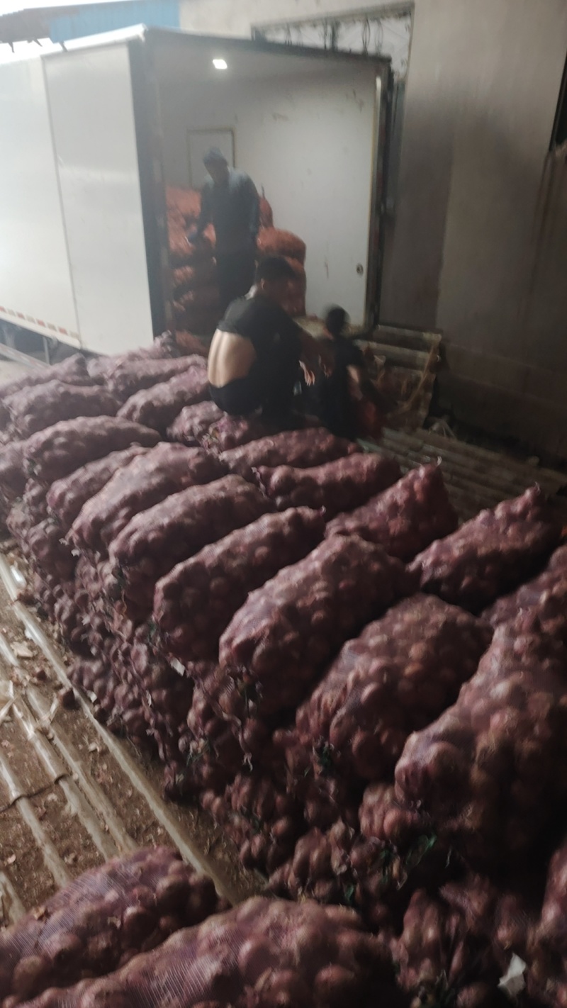安丘二红洋葱大量现货供应对接批发市场支持全国物流发货