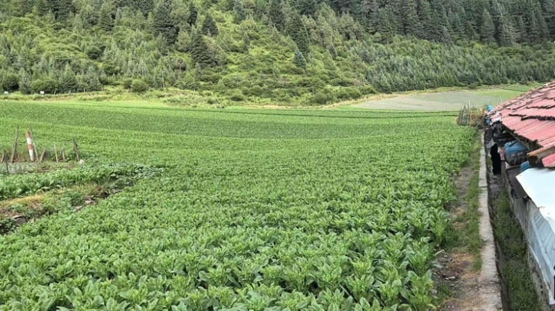 莴笋出售