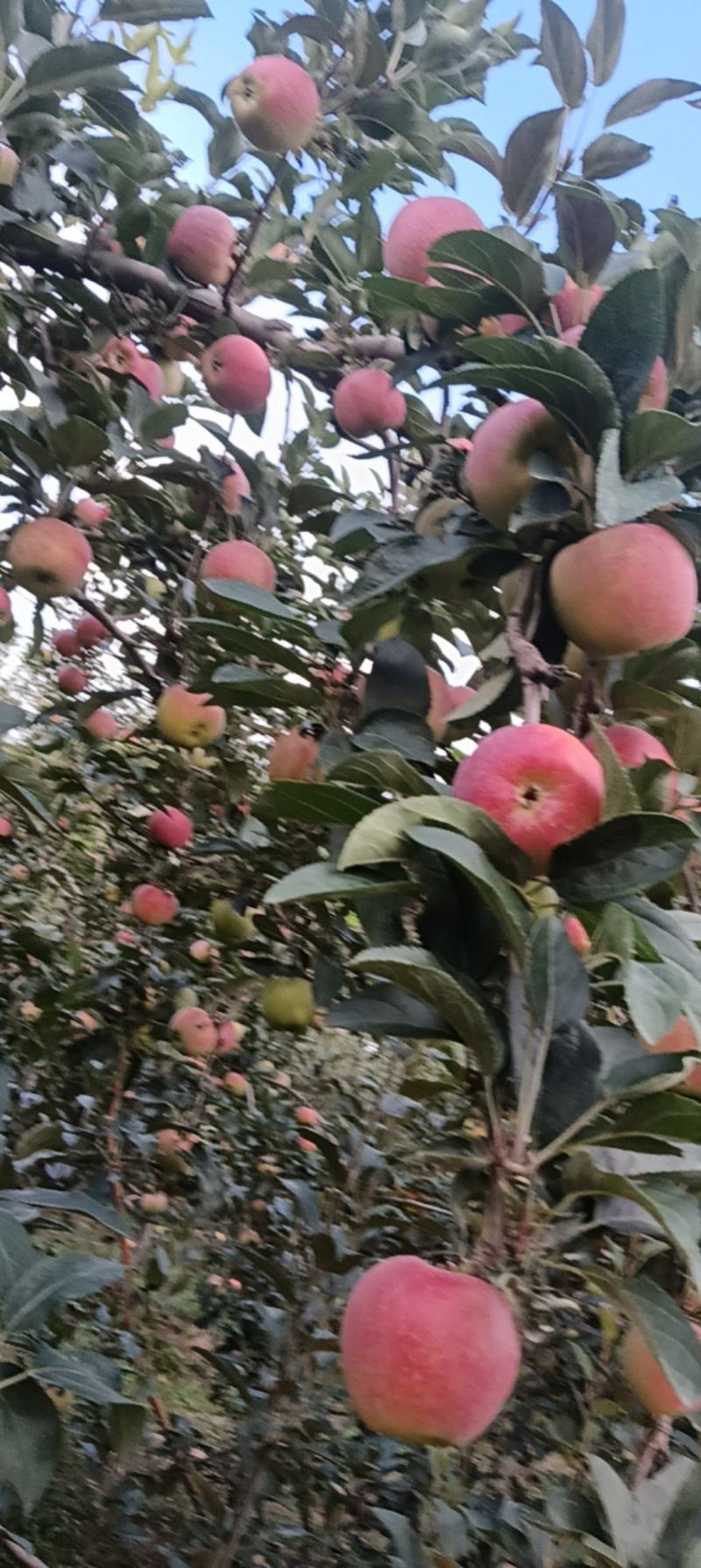 山西临猗坡(鲁丽苹果)，脆甜，硬度好！