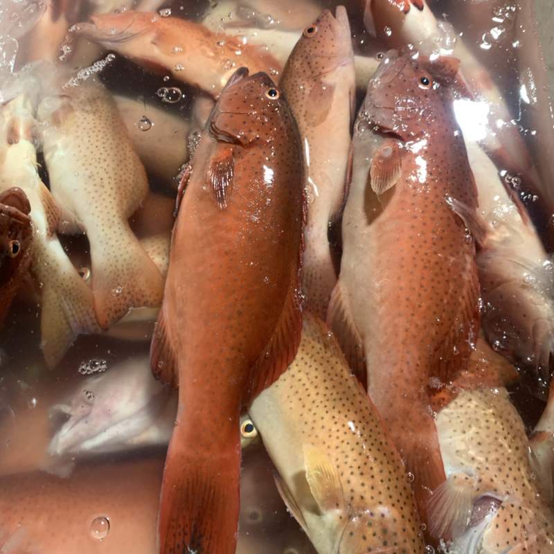 东星斑6-8两鱼，鲜活的肉体，东星斑6-8两鱼东星斑鲜活
