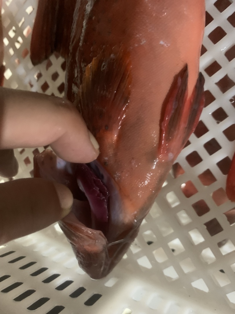 东星斑6-8两鱼，鲜活的肉体，东星斑6-8两鱼东星斑鲜活