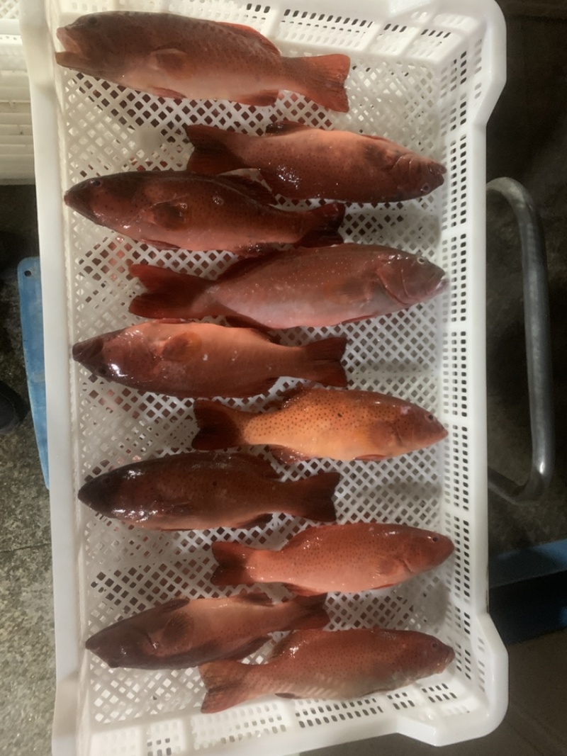东星斑6-8两鱼，鲜活的肉体，东星斑6-8两鱼东星斑鲜活