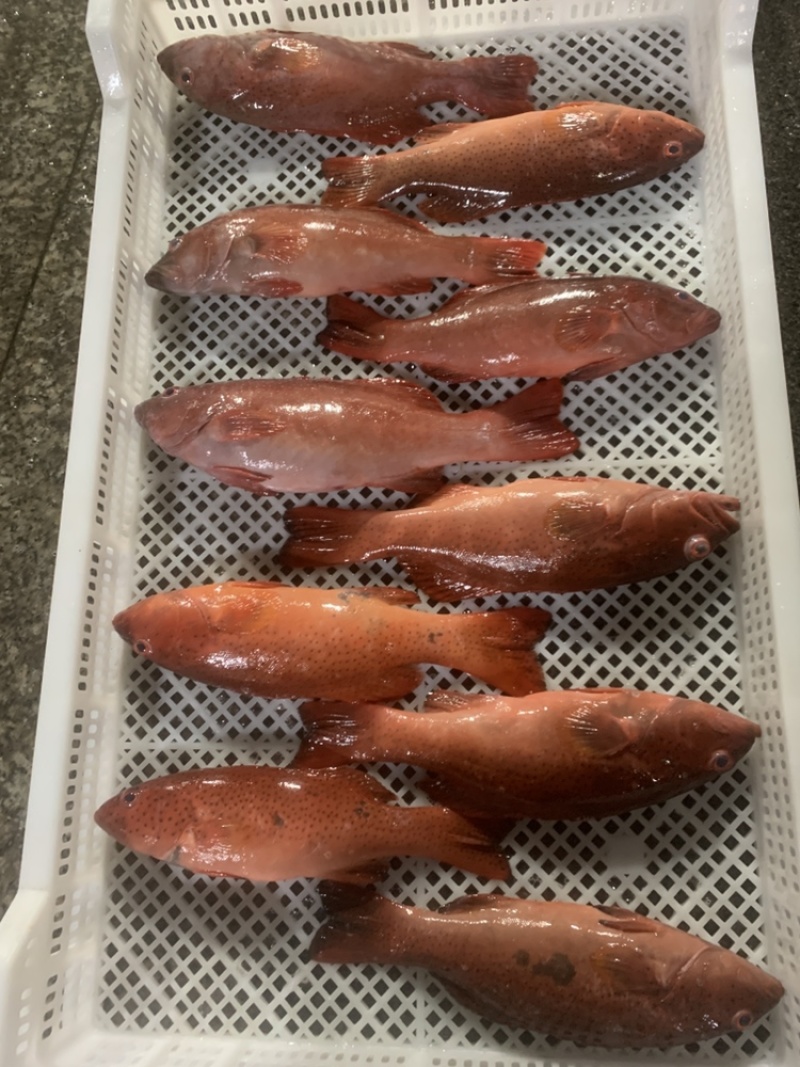 东星斑6-8两鱼，鲜活的肉体，东星斑6-8两鱼东星斑鲜活