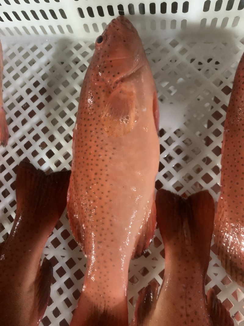 东星斑6-8两鱼，鲜活的肉体，东星斑6-8两鱼东星斑鲜活
