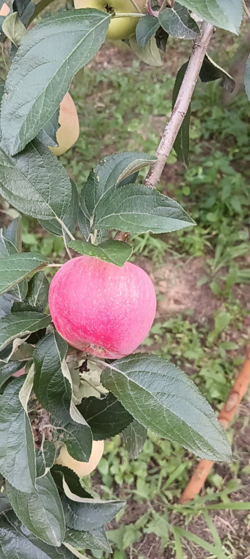 山西临猗坡(鲁丽苹果)，脆甜，硬度好！