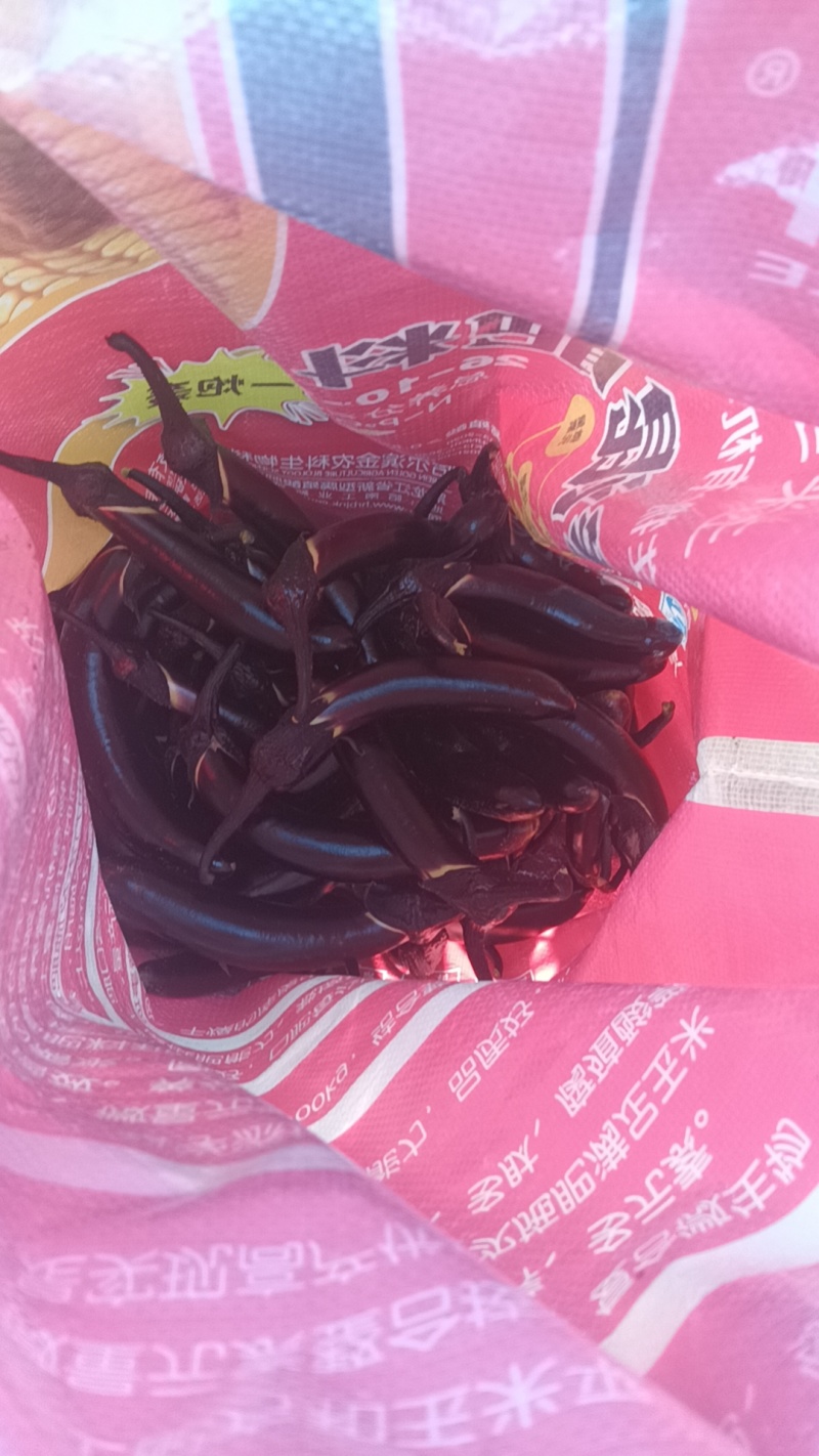 东北大地紫裤茄子和绿裤小茄子