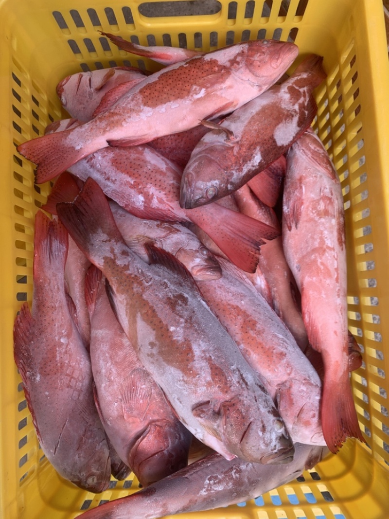 东星斑
