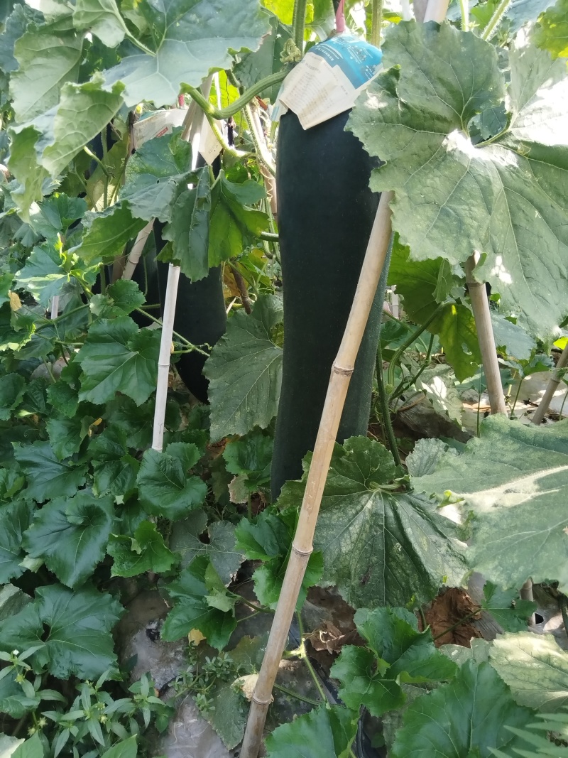 冬瓜黑皮吊冬瓜