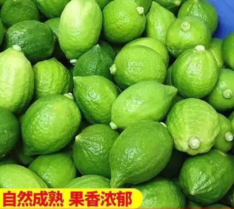 广东正宗新鲜爆香型无籽香水柠檬一级大果（果园直供）
