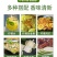 广东正宗新鲜爆香型无籽香水柠檬一级大果（果园直供）