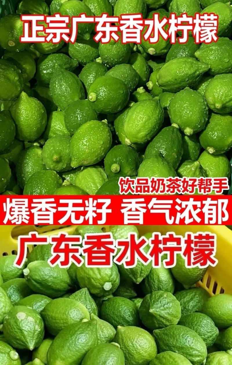 广东正宗新鲜爆香型无籽香水柠檬一级大果（果园直供）
