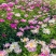 赤芍苗