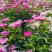 赤芍苗