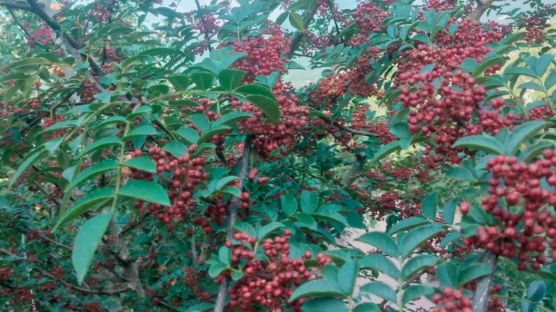 汉源高山花椒