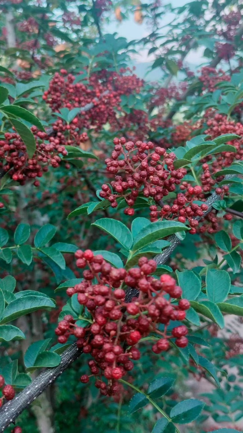 汉源高山花椒