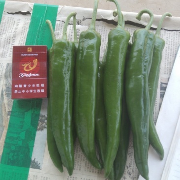 贵州贵阳修文牛角椒