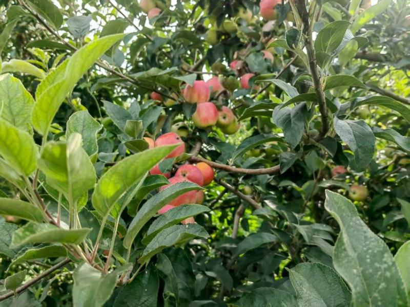 山东德州鲁艳鲁丽苹果产地一手货源大量走货欢迎随时联系