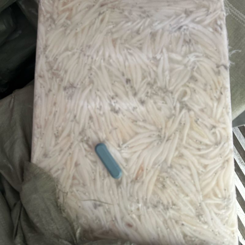 银鱼8/10