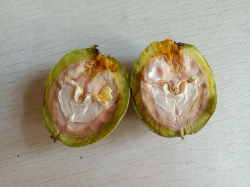 青皮核桃
