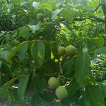 青皮核桃