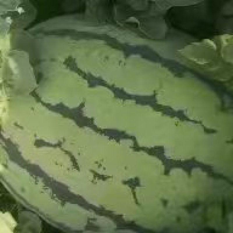 东北西瓜大西瓜地雷瓜吉林西瓜大量上市货源充足价格便宜欢迎