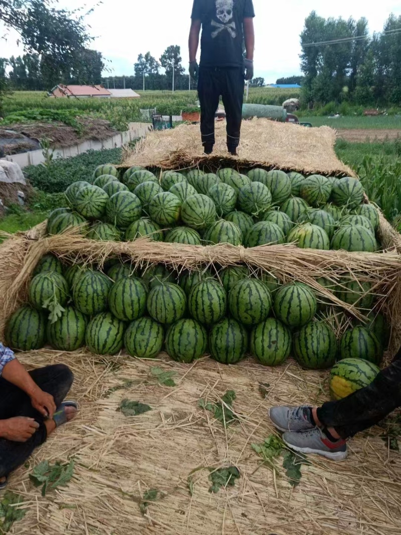 东北西瓜大西瓜地雷瓜吉林西瓜大量上市货源充足价格便宜欢迎
