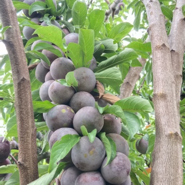 脆红李