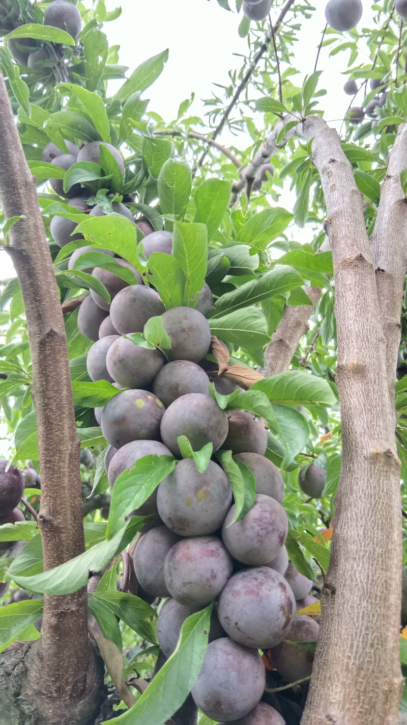 脆红李
