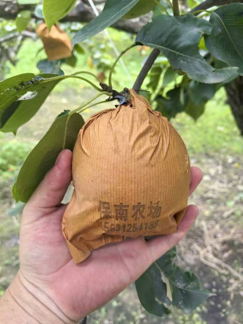 编号深98皇冠梨，欢迎各位老板实地考察！