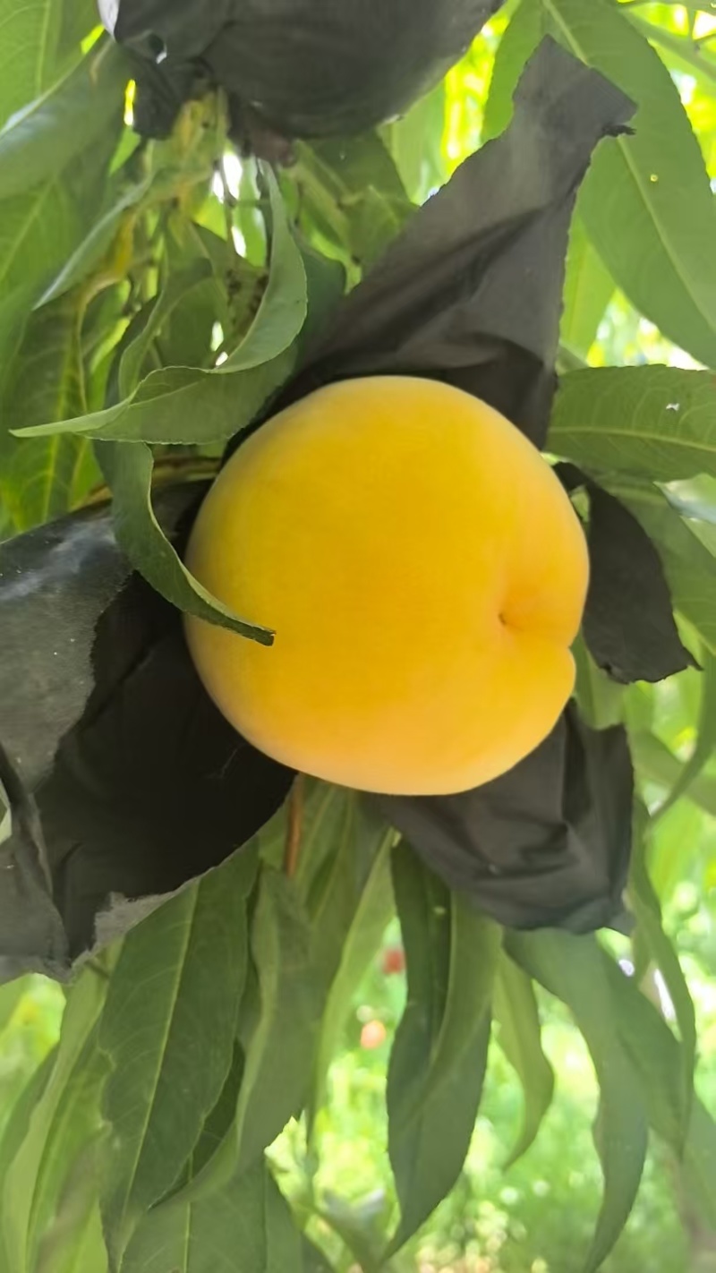 黄金蜜