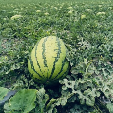 【推荐】宁夏西瓜硒砂瓜西瓜代办包熟包甜耐运输量大从优
