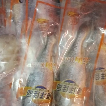 条冻黄鱼5两到6两