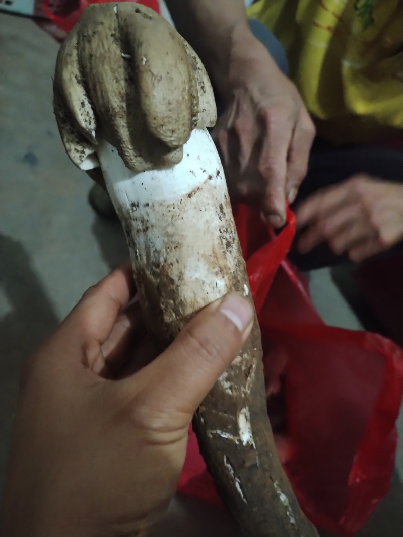 贵州省六盘水黑皮鸡枞菌