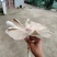 贵州省六盘水黑皮鸡枞菌