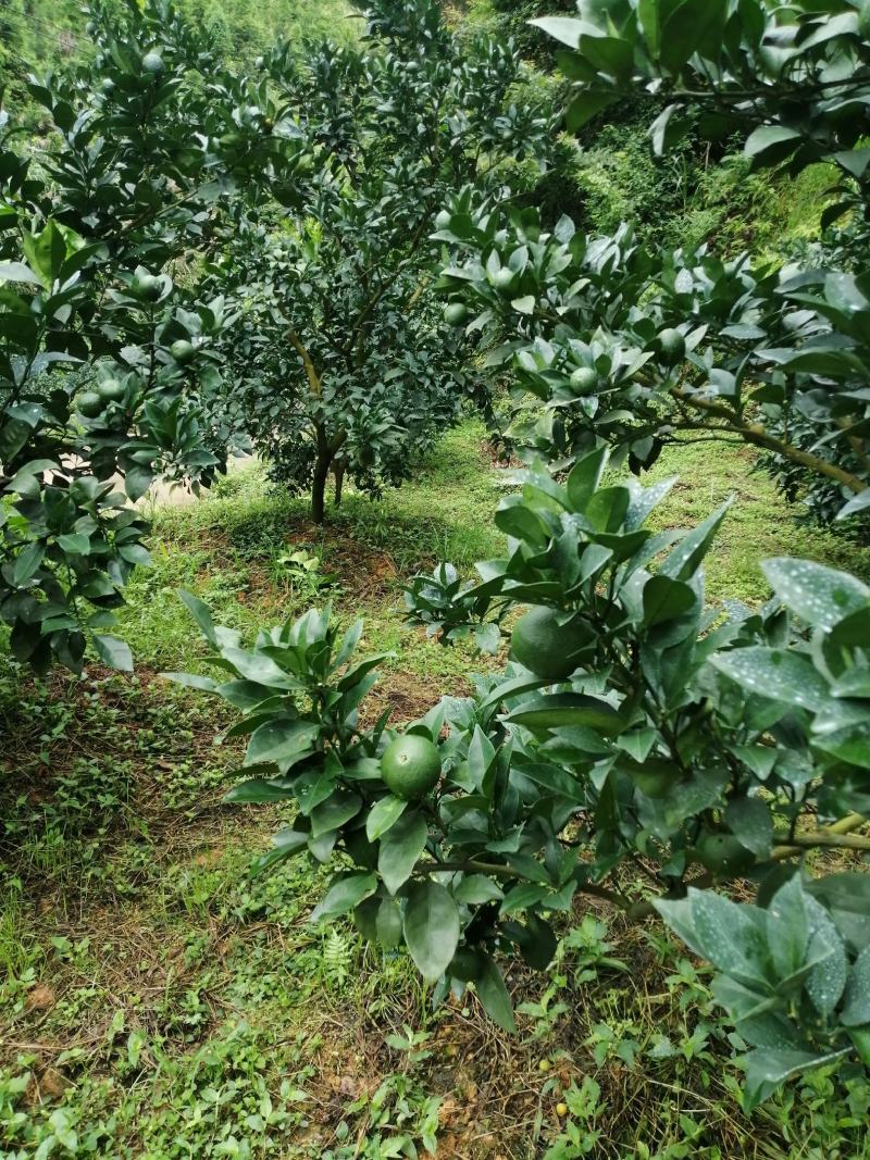 赣南脐橙一手货源基地直发量大从优诚信经营