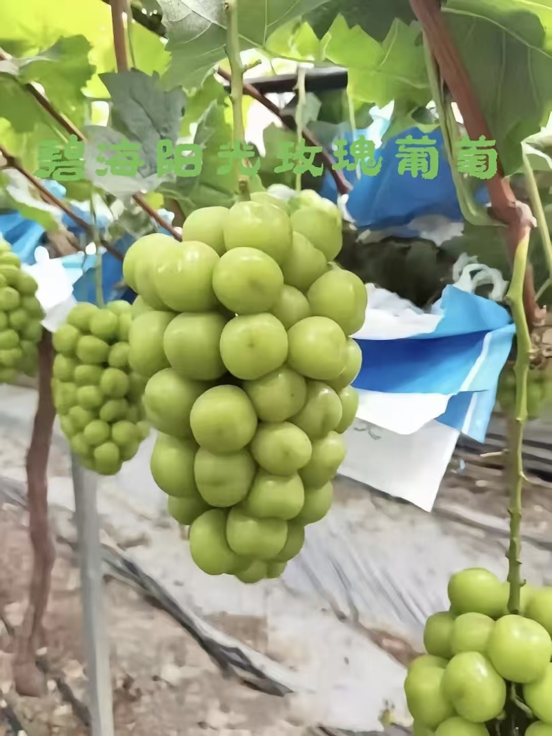 果汁阳光玫瑰葡、低价阳光玫瑰葡萄，价格可谈欢迎来电洽谈