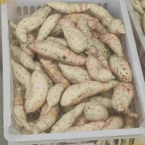白心红薯人参小白薯产地直发品质保证欢迎进店选购