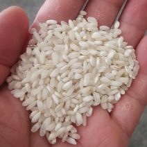 桂朝米、肠粉米、粿条米粉米，圆早米***********